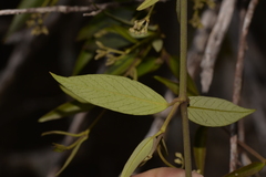 Parsonsia brownii