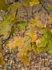 Quercus robur