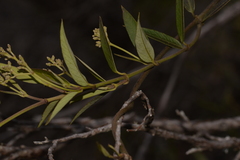 Parsonsia brownii