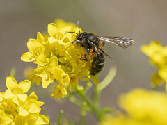 Andrena vulcana