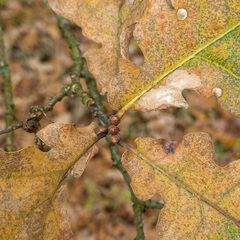 Quercus robur