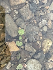 Cardamine pensylvanica