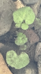 Cardamine pensylvanica
