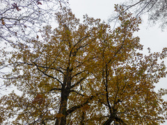 Quercus robur