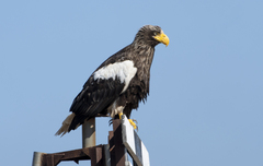 Haliaeetus pelagicus