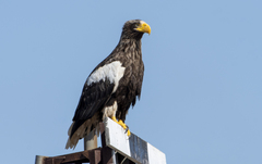 Haliaeetus pelagicus