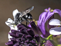Melecta curvispina