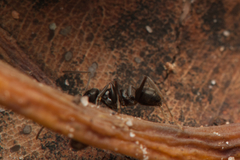 Prolasius