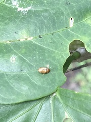 Ptilodactyla