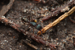 Rhytidoponera victoriae