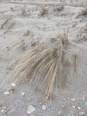 Ammophila arenaria