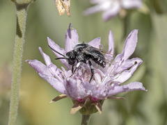 Melecta curvispina