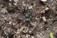 Rhytidoponera victoriae