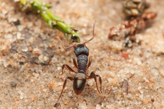 Rhytidoponera victoriae