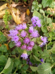 Eupatorieae