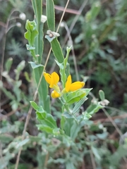 Genista tridentata