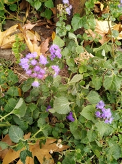 Eupatorieae