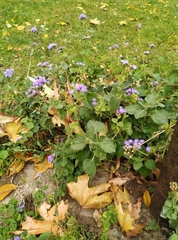 Eupatorieae