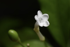 Rauvolfia verticillata