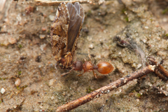 Meranoplus