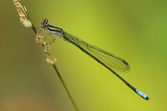 Pseudagrion makabusiense