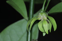 Artabotrys hexapetalus