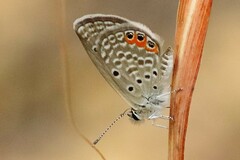 Freyeria trochylus