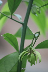 Artabotrys hexapetalus