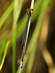 Pseudagrion hageni