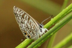 Leptotes pirithous