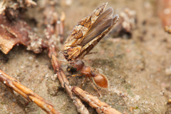 Meranoplus