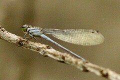Pseudagrion