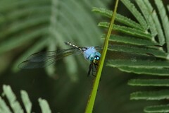 Trithemis stictica