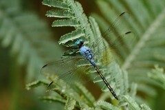 Trithemis stictica