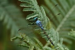 Trithemis stictica