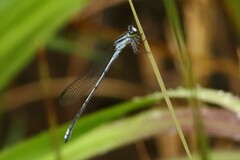 Pseudagrion kersteni