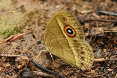 Brakefieldia perspicua