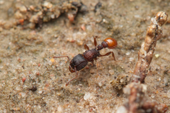 Tetramorium impressum