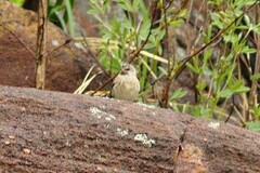 Crithagra atrogularis