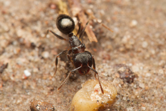 Notoncus ectatommoides