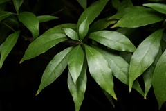 Rauvolfia verticillata