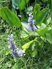 Pontederiaceae