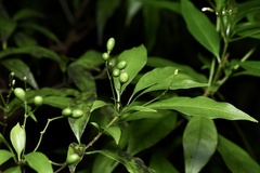 Rauvolfia verticillata