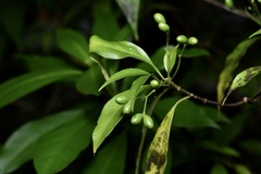 Rauvolfia verticillata