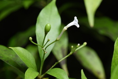 Rauvolfia verticillata