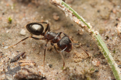 Notoncus ectatommoides