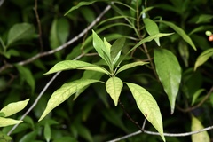 Rauvolfia verticillata