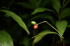 Rauvolfia verticillata