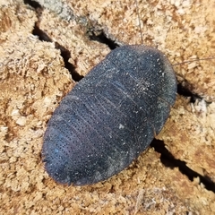 Laxta granicollis