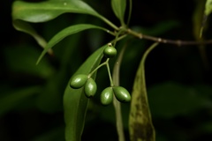 Rauvolfia verticillata